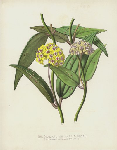 Die Ovale und die Blasse Hoya, Hoya Ovalifolia und Pallida von English School