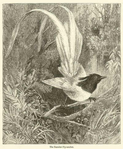 Der Paradiesvogel (Gravur) von English School