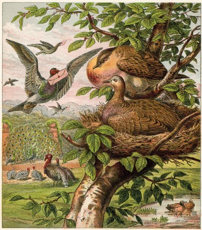 Der Pfau zu Hause von English School