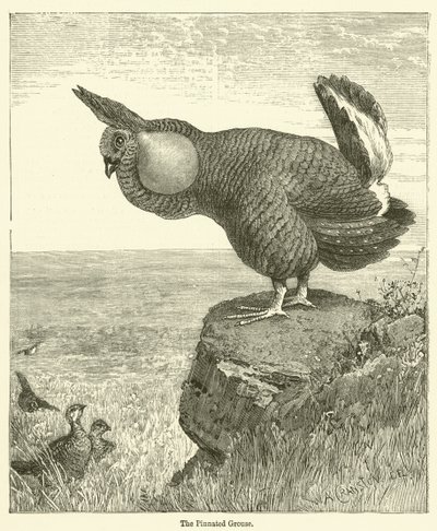 Der Präriehuhn von English School