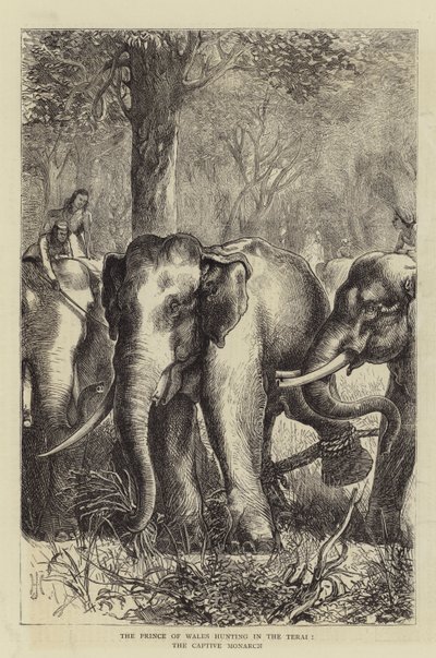 Der Prinz von Wales jagt im Terai, der gefangene Monarch von English School