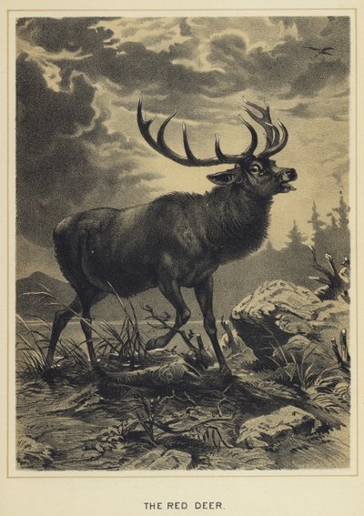 Das Rotwild von English School