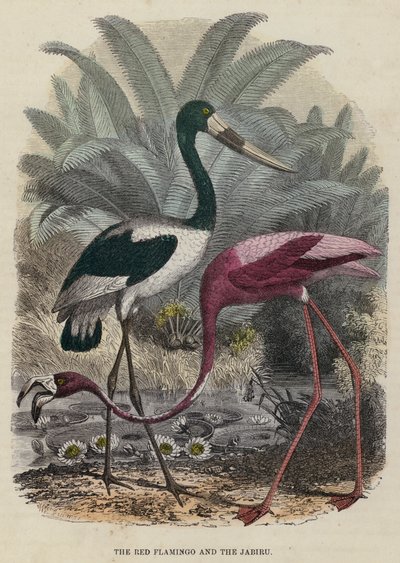 Der rote Flamingo und der Jabiru (farbiger Stich) von English School