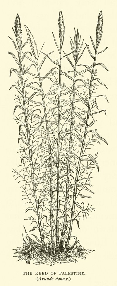 Das Schilfrohr von Palästina, Arundo donax von English School
