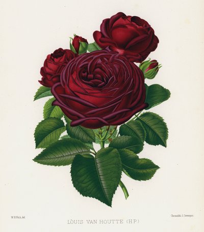 Der Rosengarten: Louis Van Houtte, HP von English School