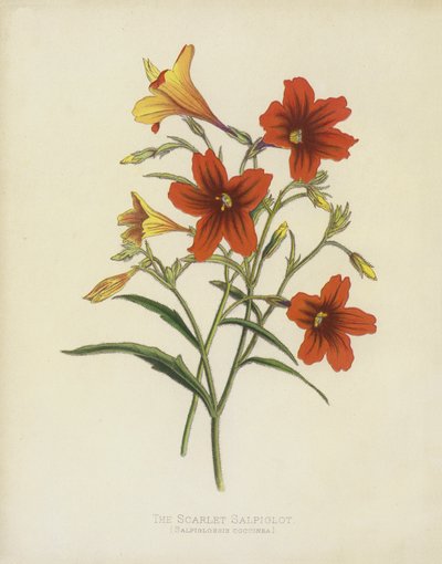 Die Scharlachrote Salpiglot, Salpiglossis Coccinea von English School