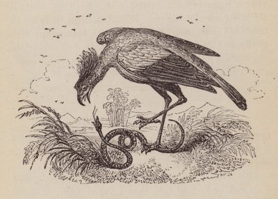 Der Sekretärvogel von English School