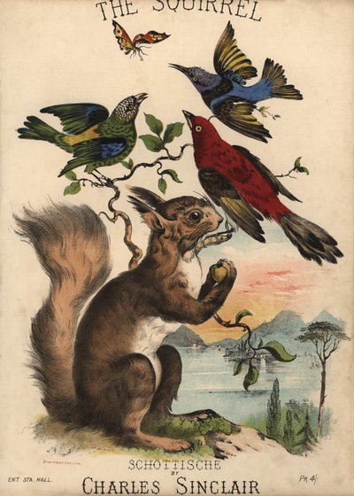 Das Eichhörnchen, Schottische von Charles Sinclair, Notenblatt von English School