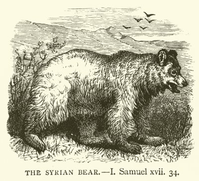 Der syrische Bär (I, Samuel, xvii, 34) von English School