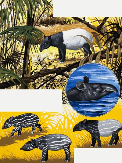Der Tapir von English School