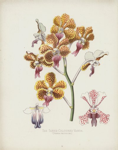 Die Dreifarbige Vanda, Vanda Tricolor von English School