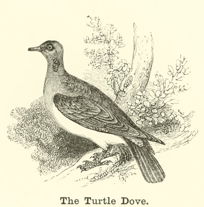 Die Turteltaube von English School