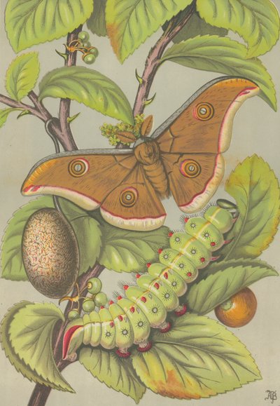 Der Tussar-Seidenwurm von Indien von English School