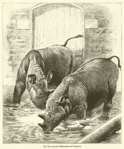 Das zweihörnige Nashorn von Sumatra von English School