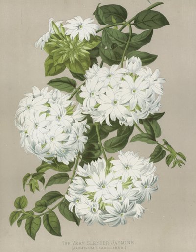Der Sehr Schlanke Jasmin, Jasminum Gracillimum von English School