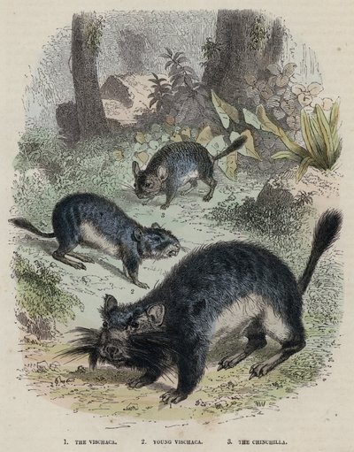 Die Vischaca, junge Vischaca, die Chinchilla von English School