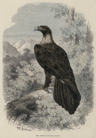 Der Keilschwanzadler von English School