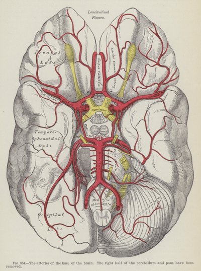 Die Arterien an der Basis des Gehirns von English School