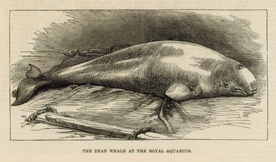 Der tote Wal im Royal Aquarium von English School