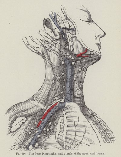Die tiefen Lymphgefäße und Drüsen des Halses und Thorax von English School