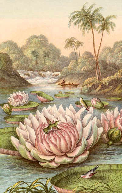 Die große Seerose, Victoria Regia von English School
