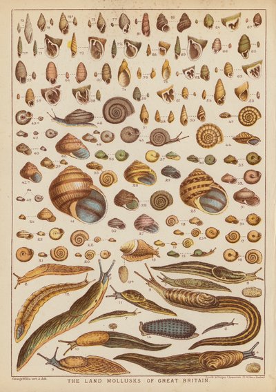 Die Landmollusken Großbritanniens (Farbstich) von English School