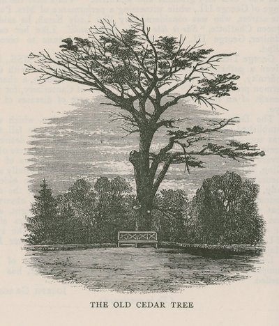 Der alte Zedernbaum, Holland House von English School