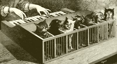 Das Katzenklavier von English School