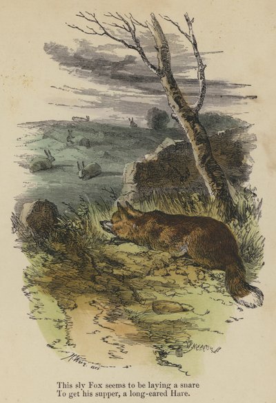 Dieser schlaue Fuchs scheint eine Falle zu stellen, um sein Abendessen zu bekommen, einen Hasen mit langen Ohren (kolorierte Gravur) von English School