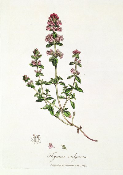 Thymian, Thymus vulgaris, veröffentlicht von Dr. Woodville von English School