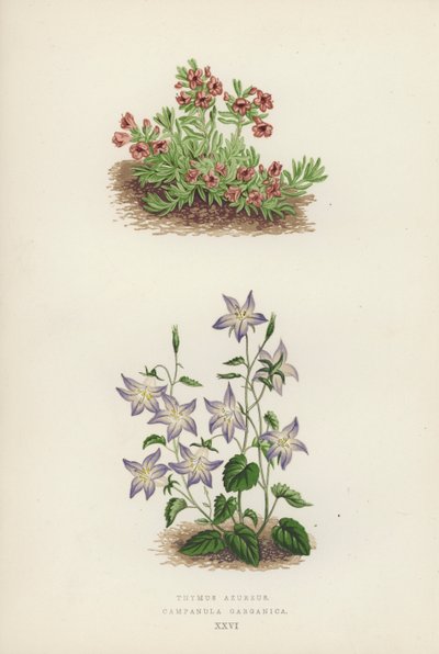 Thymus Azureus; Campanula Garganica von English School
