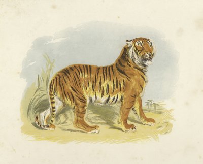 Tiger von English School