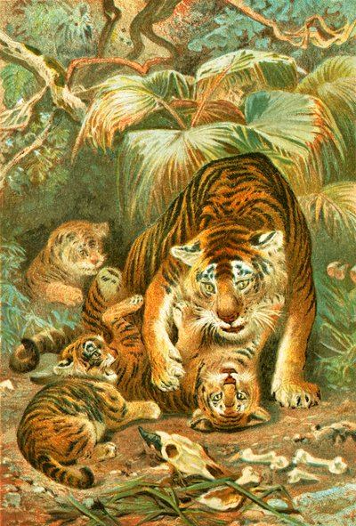 Tigerin und Junge von English School