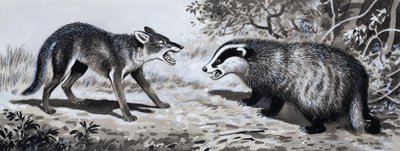 Zahn und Klaue: Tiere im Kampf von English School