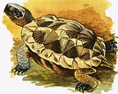 Schildkröte von English School