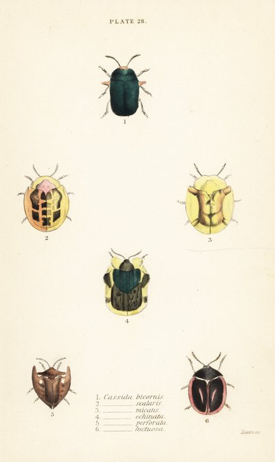 Schildkrötenkäfer: Omocerus bicornis 1, Cassida scalaris 2, Cassida micans 3, Cassida echinata 4, Cassida perforata 5, und Cassida luctuosa 6 von English School