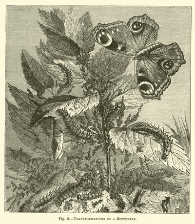Verwandlungen eines Schmetterlings von English School