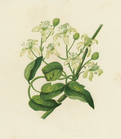 Gemeine Waldrebe, Clematis Vitalba von English School
