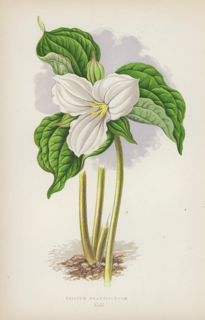Trilium Grandiflorum von English School