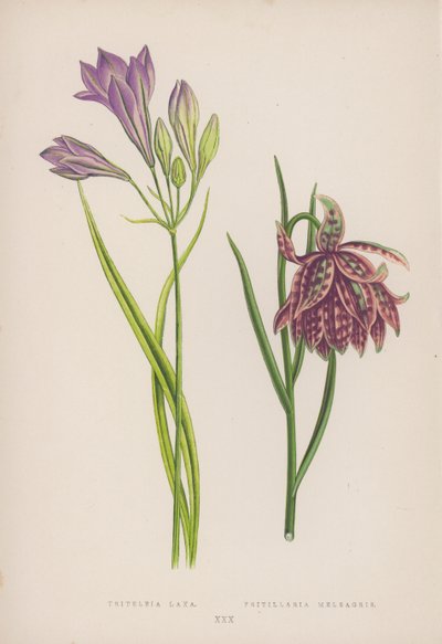 Triteleia Laxa; Fritillaria Meleagris von English School