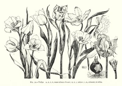 Tulpen; gleiche karminrote Blume; gelb; karminrot; weiß (Stich) von English School