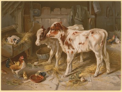 Zwei Kälber von English School