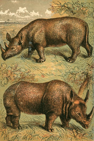 Zweihorniges Nashorn und Einhornnashorn von English School