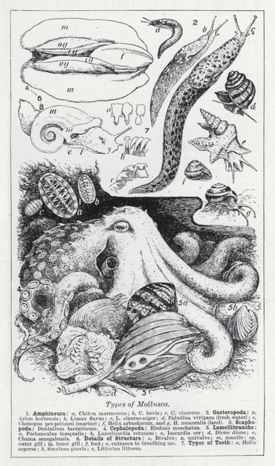 Arten von Mollusken (Lithografie) von English School