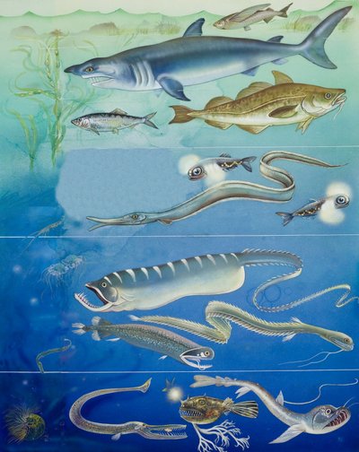 Unterwasser-Kreaturen-Montage von English School