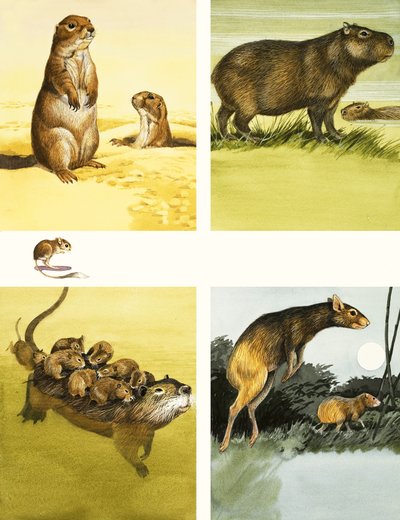 Unidentifizierte Tiere Montage einschließlich Nutria von English School