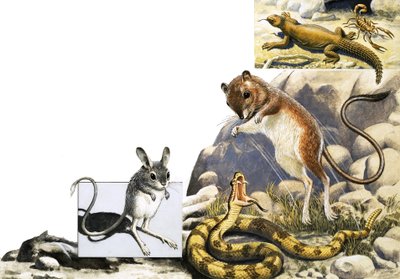 Unidentifizierte Tiere Montage mit Springmaus, Schlange und Skorpion von English School
