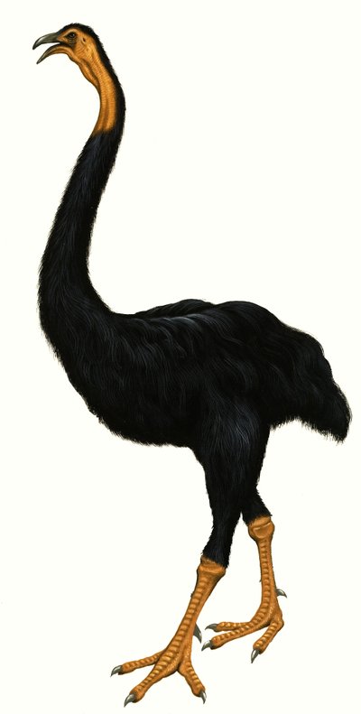 Unidentifizierter Vogel, möglicherweise ein Moa von English School