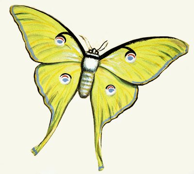 Unidentifizierter Schmetterling von English School