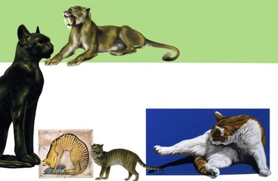 Unidentifizierte Katzen durch die Jahrhunderte Montage von English School